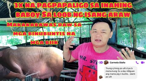 pwede bang purgahin ang buntis na baboy|Pag.